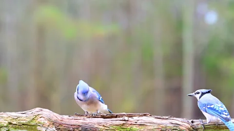Bluejays competing for place on a log Stock Footage 299731081