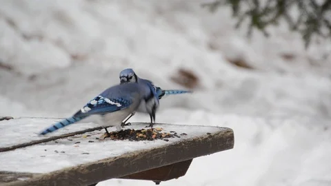 Bluejays Love Peanuts Video stock 123036808