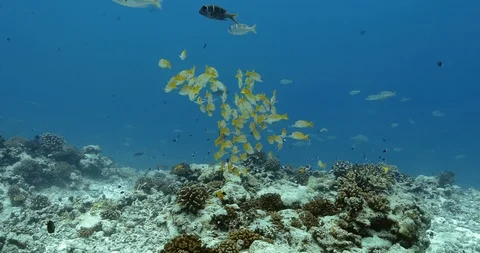 Bluelined snapper fish in the Pacific Ocean. Underwater life with shoal of yello Stock Footage 124457008