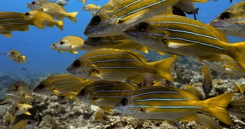 Bluelined snapper fish in the Pacific Ocean in close-up view. Underwater life wi Stock-Footage 126829417