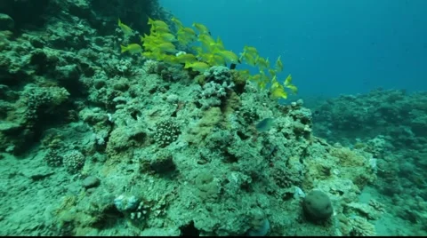 Bluelined snappers Stock Footage 931587