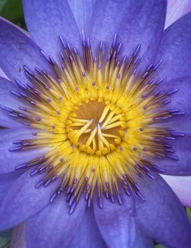 Bluelotus Foto stock