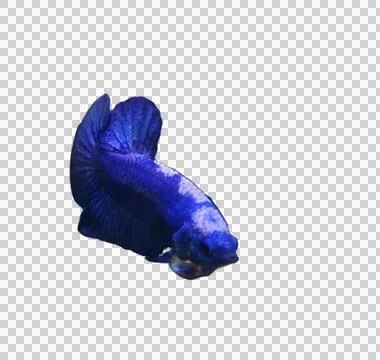 Bluepanda Foto stock