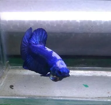 Bluepanda Foto stock