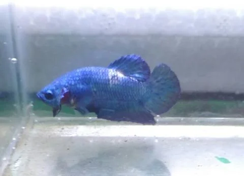 Bluepanda Foto stock