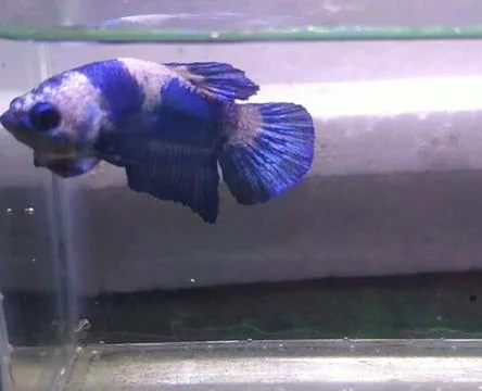 Bluepanda Foto stock