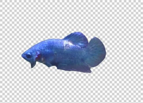 Bluepanda Foto stock