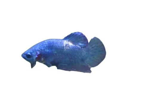 Bluepanda Foto stock