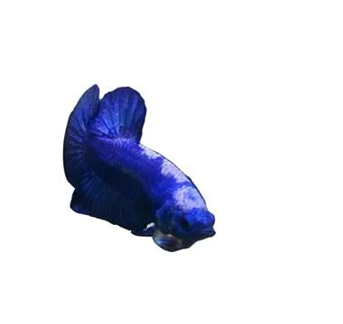 Bluepanda Foto stock