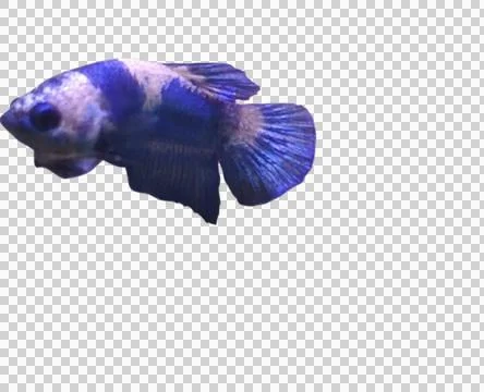 Bluepanda Foto stock