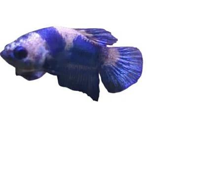 Bluepanda Foto stock