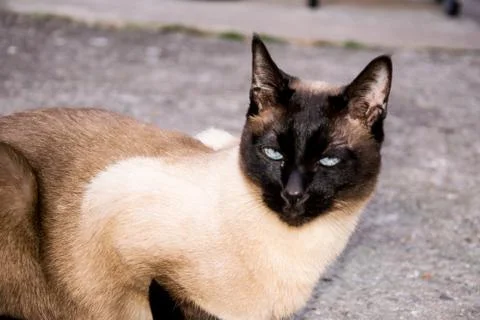 Bluepoint Stock Photos