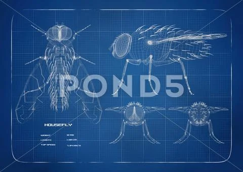 Blueprint fly Stock Illustration