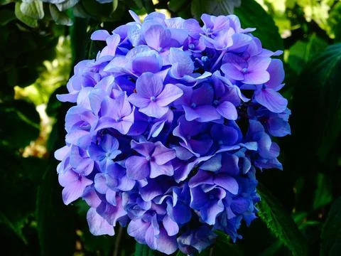 Blue/Purple Flowering Hydrangea Stock Photos