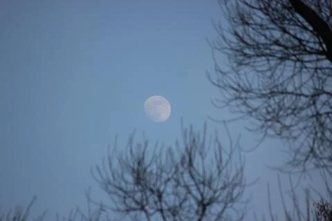 Bluer, the moon is tangled in the branches of a tree. full moon against blue  Stock Photos