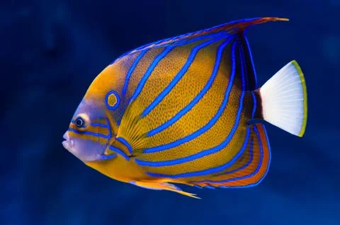 Bluering angelfish Stock Photos