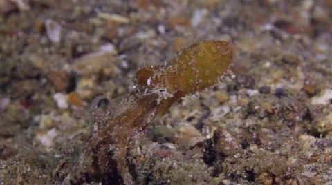 Blueringed Octopus feeding 001 Stock Footage 62413447