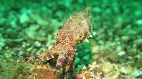 Blueringed Octopus - Lembeh 動画素材 69009141