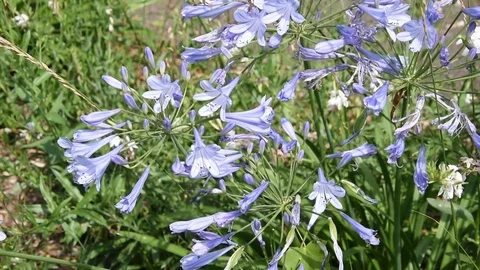 Blues flowers Stock Footage 77426477