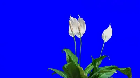 Bluescreen Flower Stock Footage 96879930