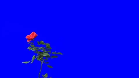 Bluescreen rose Stock Footage 97058908