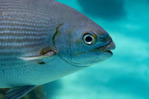 Blue/silver fish Stock Photos