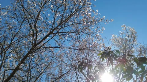 BLUESKY SPRING PAN Stock Footage 194830842