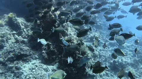 Bluespine unicornfish Stock Footage 281720092