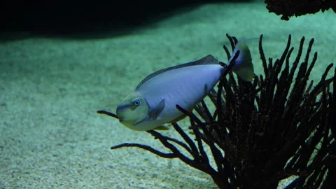 Bluespine unicornfish hovering partially hidden in aquarium plant Stock Footage 345255176