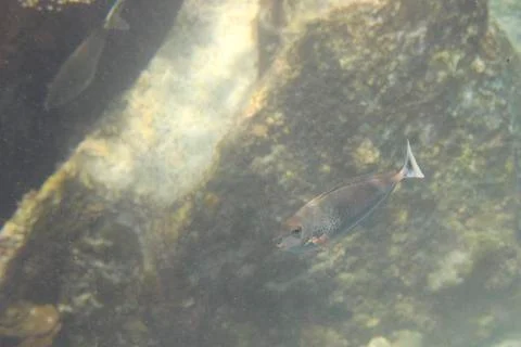 Bluespine unicornfish Foto stock