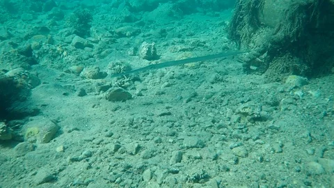 The bluespotted cornetfish Stock Footage 97504483