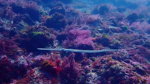 Bluespotted cornetfish Vídeos de archivo 336841123