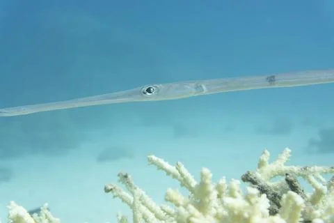 Bluespotted cornetfish Stock Photos