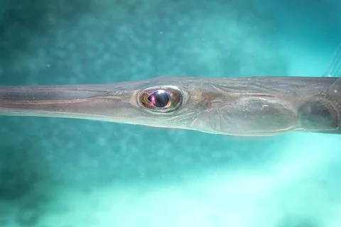 Bluespotted cornetfish Stock Photos