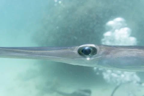Bluespotted cornetfish Stock Photos