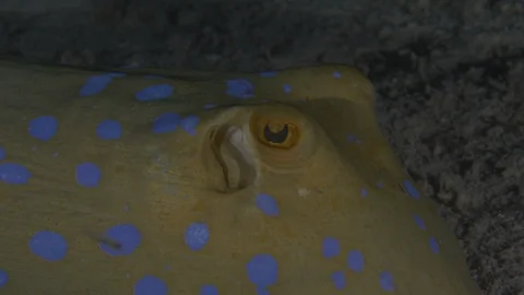 Bluespotted ray in eye, head and body detail, Macro, Red Sea, Egypt Stock Footage 105270433