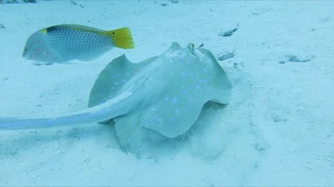 Bluespotted Ray on sandy ground Stock Footage 102292810