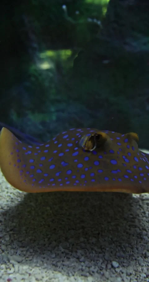 Bluespotted Ribbontail Ray Resting on Sandy Seabed in Aquarium Stock-Footage 329580087