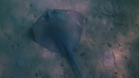 Bluespotted ribbontail ray resting on sandy seabed Stock-Footage 334411227