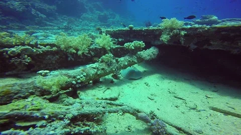 Bluespotted stingra Stock Footage 122921480