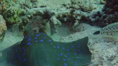 Bluespotted Stingray and Snake Eel on Coral Reef Seabed Stock Footage 316693190