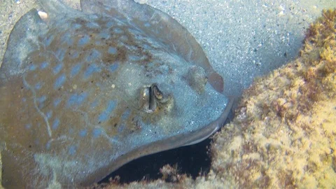 Bluespotted Stingray Close Up. Blue Spotted Ray.Blue Dot Stingray Yellow Eyes 스톡 동영상 114860587