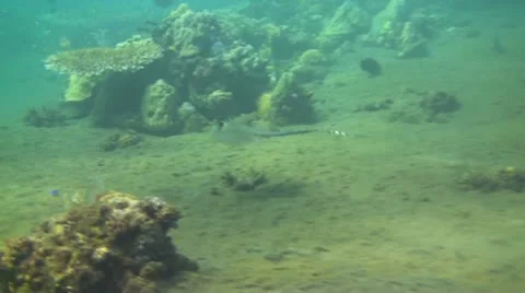 Bluespotted stingray Stock Footage 10737771