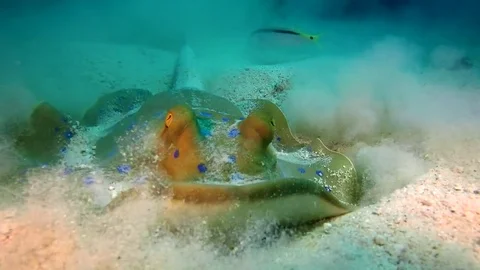 Bluespotted Stingray Stock Footage