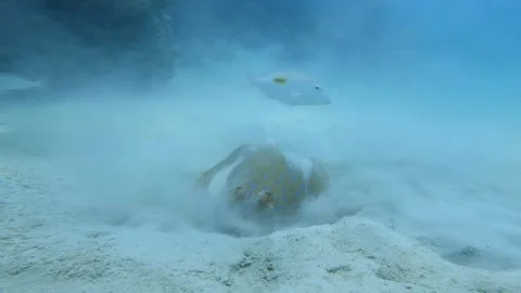 Bluespotted stingray hiding in sand while fish is watching Vidéo 311812801