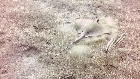 Bluespotted Stingray, neotrygon kuhlii moves on sand of Bali Stock Footage