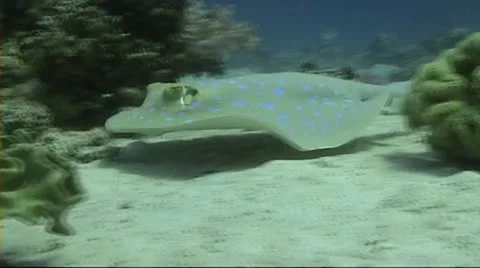 Bluespotted stingray passing camera Stock Footage 11515604