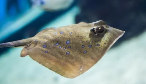 Bluespotted stingray) Stock Photos