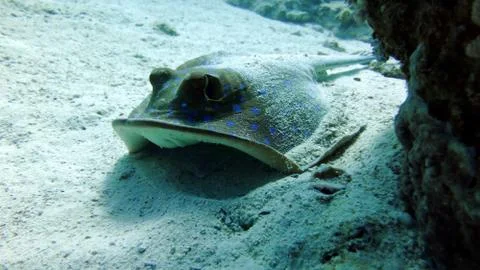 Bluespotted stingray Stock Photos