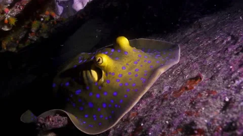 Bluespotted stingray under a rock Stock Footage 58304237